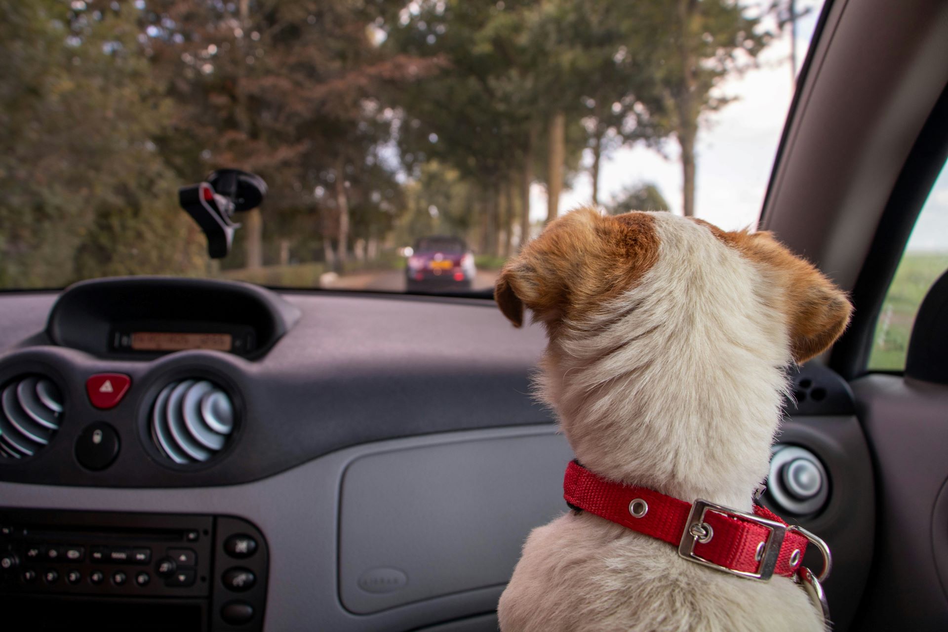 catering-to-pet-owners-marketing-cars-for-furry-family-members-1.jpg