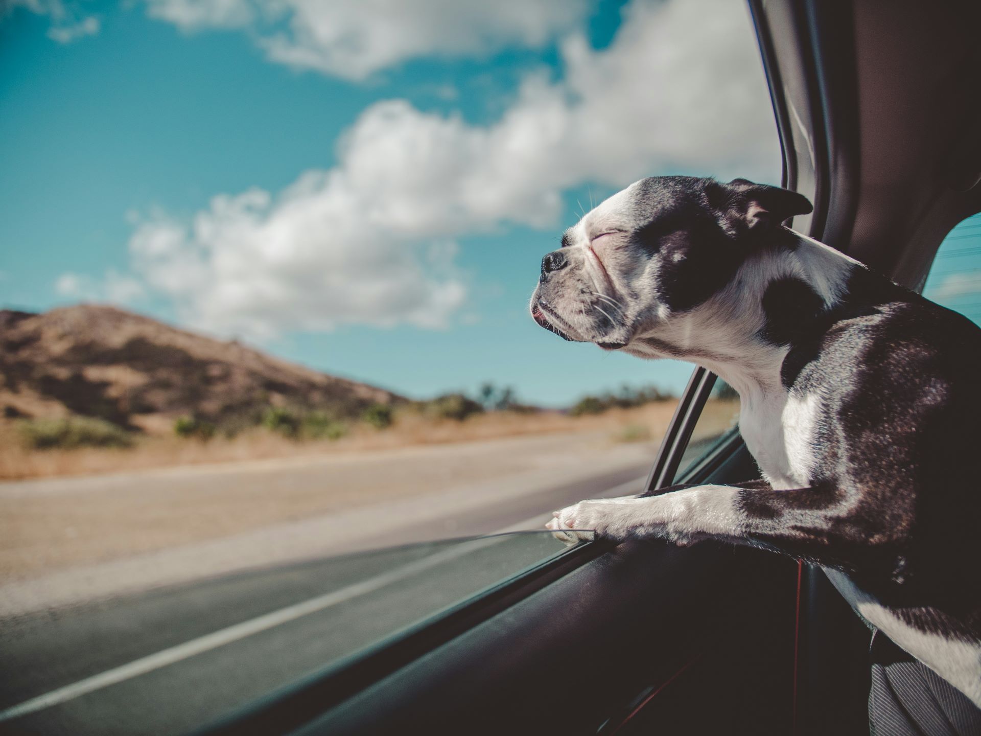catering-to-pet-owners-marketing-cars-for-furry-family-members.jpg