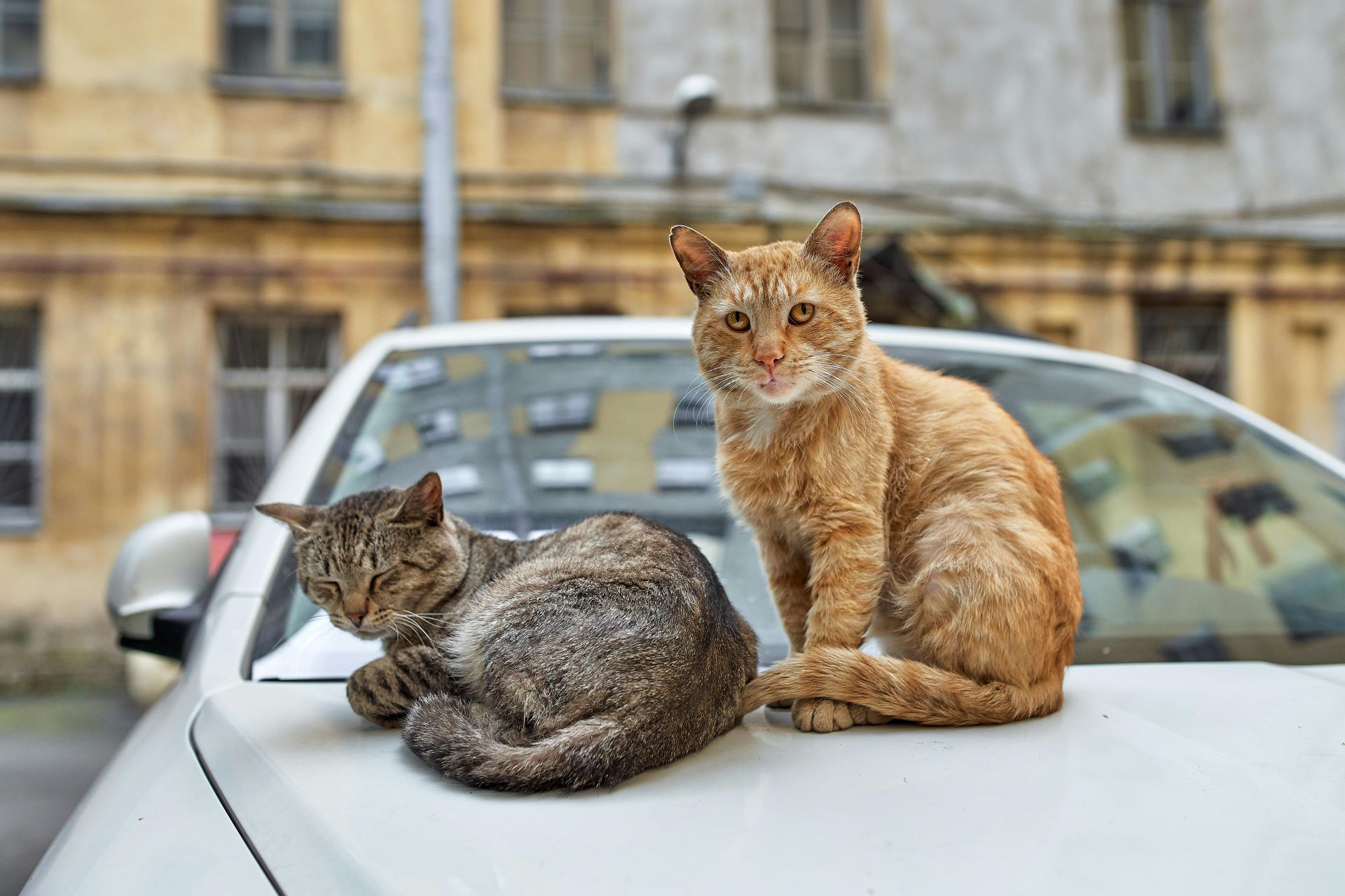 community-engagement-how-automotive-brands-can-drive-social-change-locally.jpg