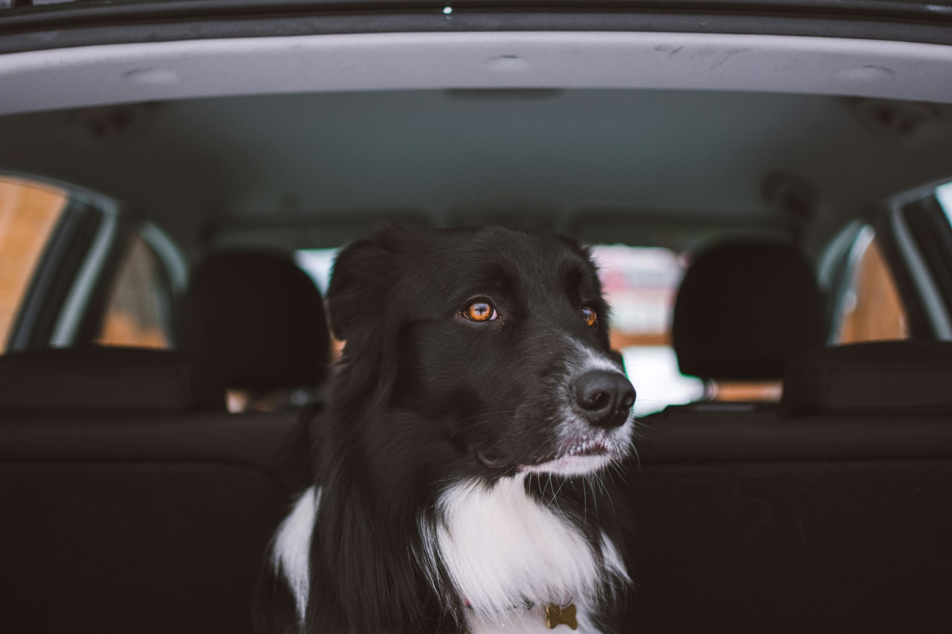 how-automakers-are-engaging-pet-owners-with-pet-friendly-features-1.jpg