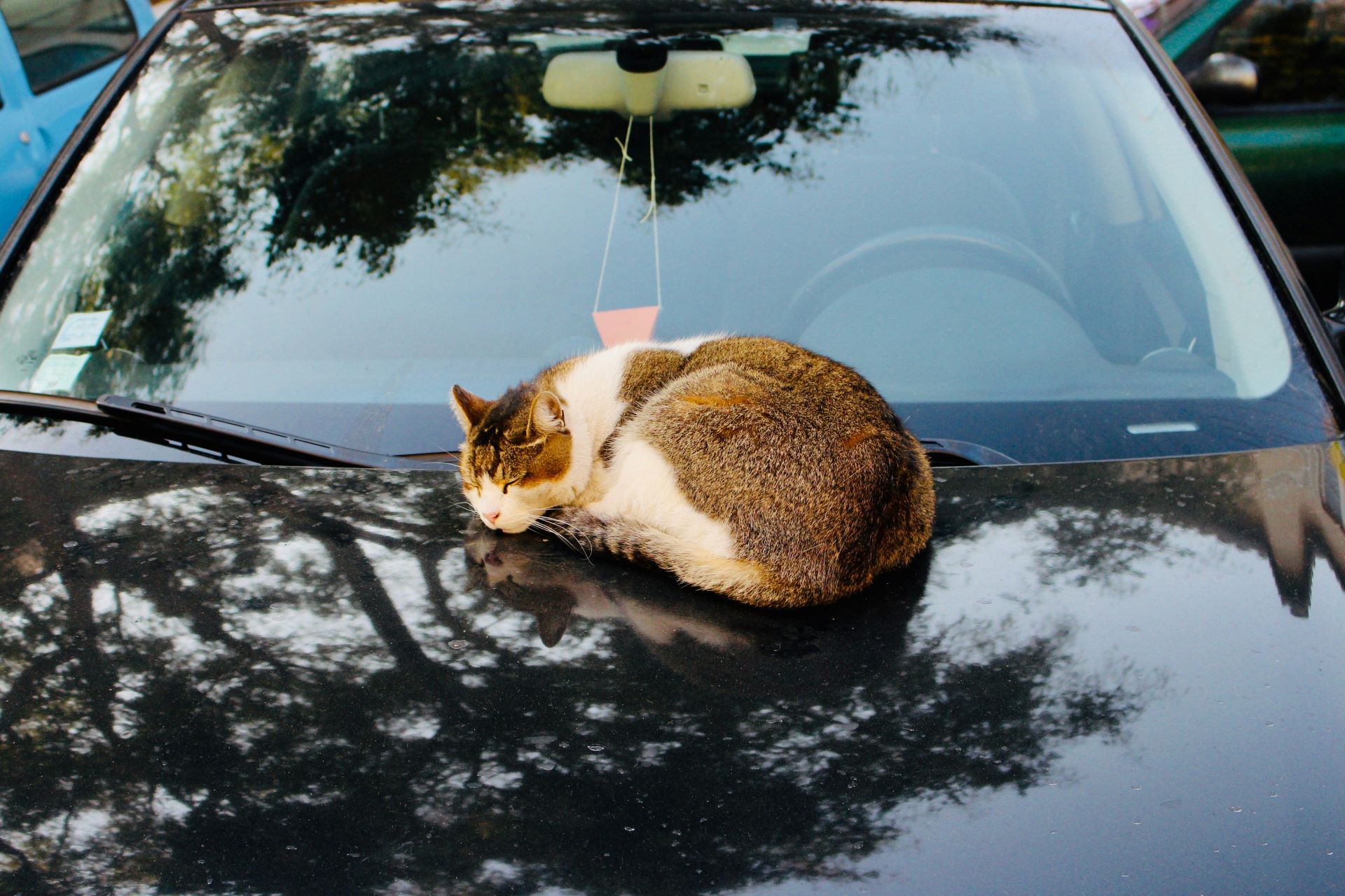 how-automakers-are-engaging-pet-owners-with-pet-friendly-features-2.jpg