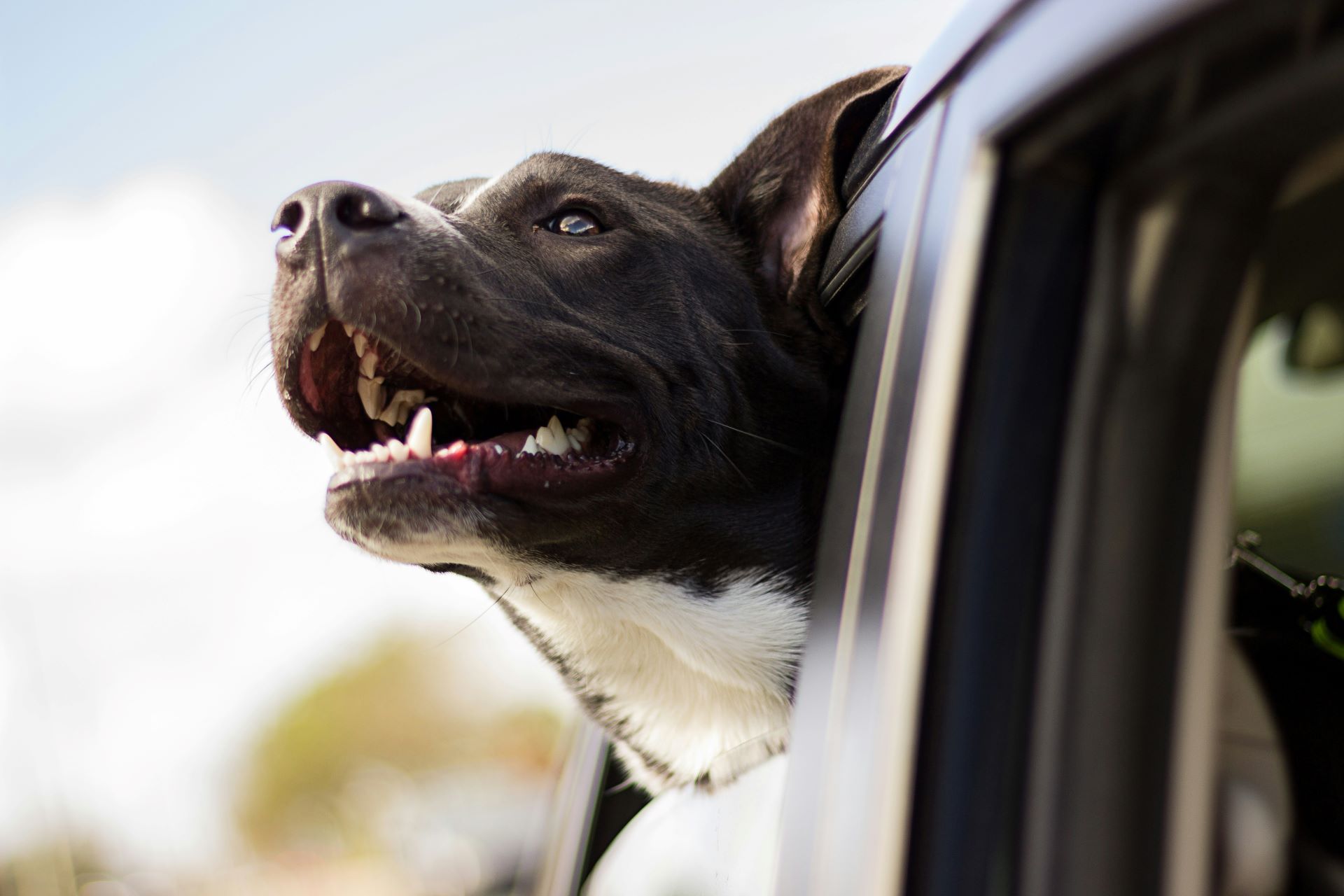 how-automakers-are-engaging-pet-owners-with-pet-friendly-features.jpg